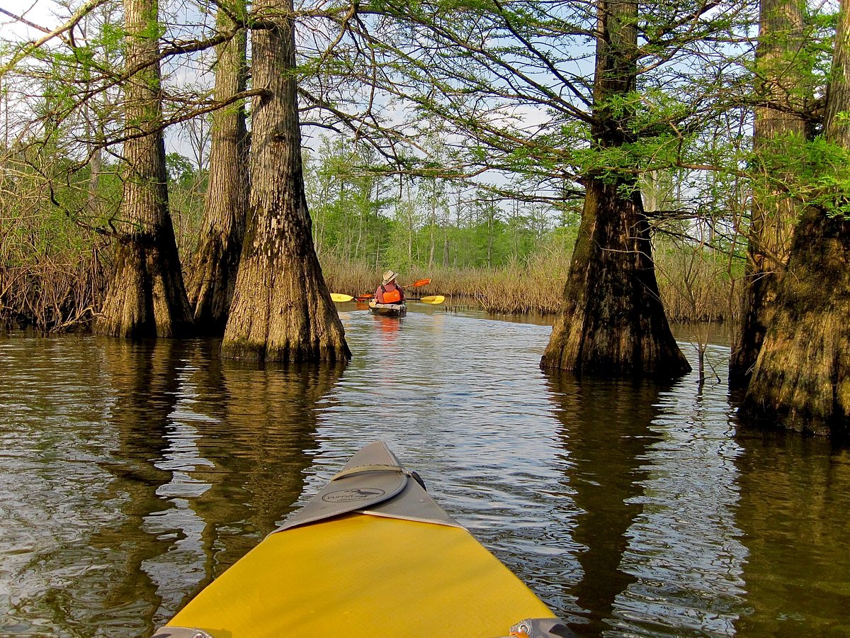 Cache River Trip - St. Louis Canoe & Kayak Club